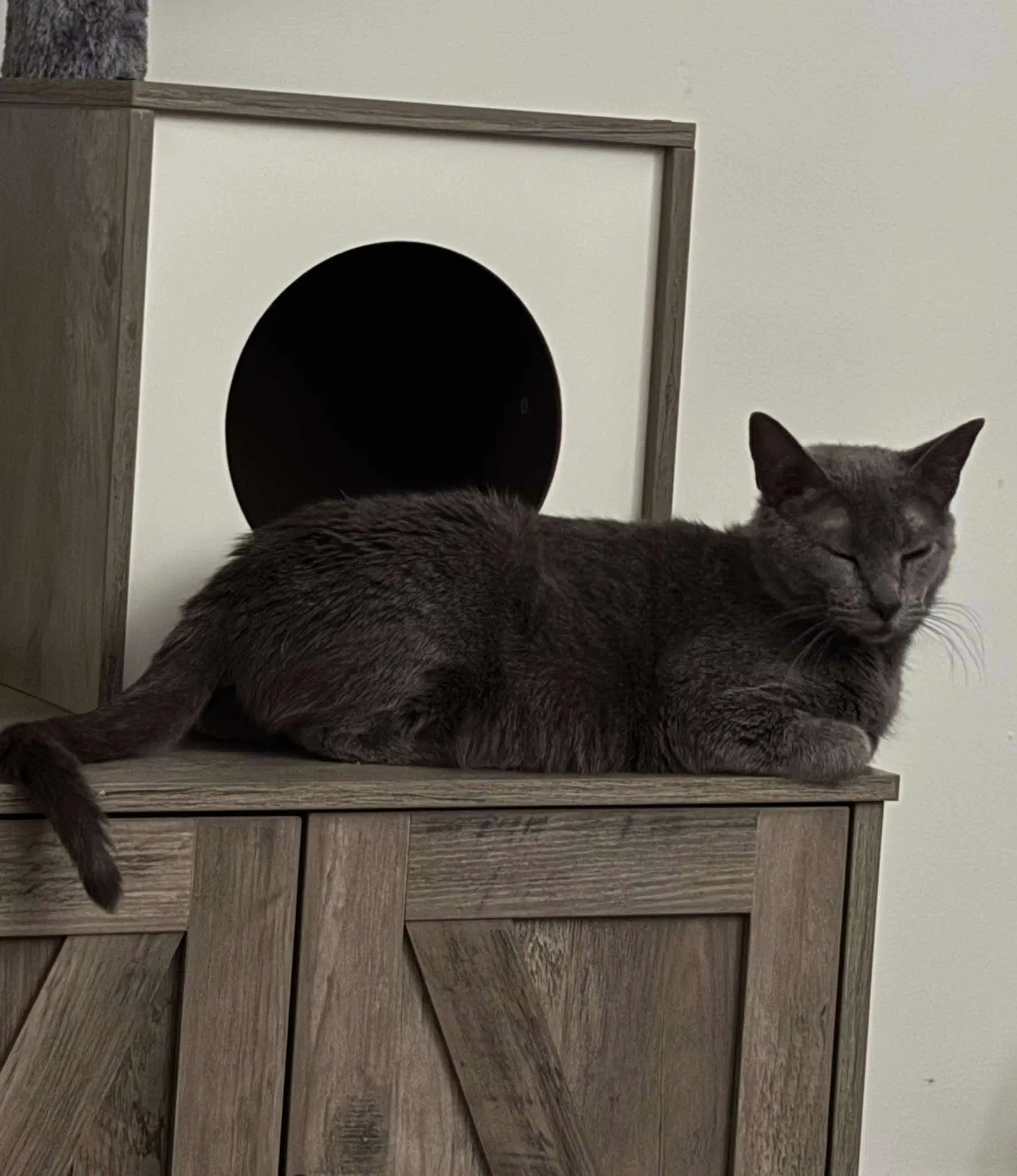Happy Hazel - Domestic Short Hair