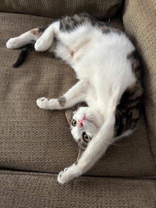 Huff, an adoptable Domestic Short Hair in Wilmington, NC