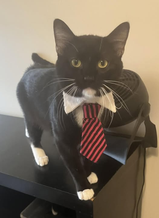 Whiskers Mcmittensdorf