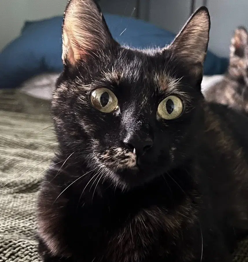 Lillyanne - Domestic Short Hair
