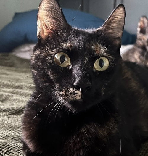 Lillyanne, an adoptable Domestic Short Hair in Wilmington, NC
