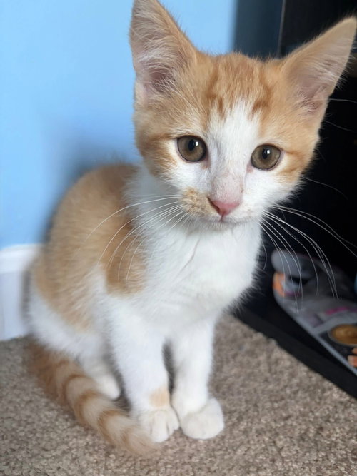 Smoochie, an adoptable Domestic Short Hair in Wilmington, NC