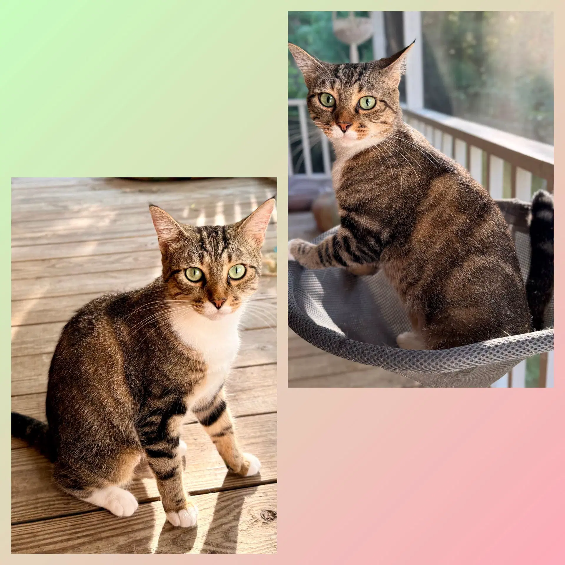 Chocolate Chip - Domestic Short Hair