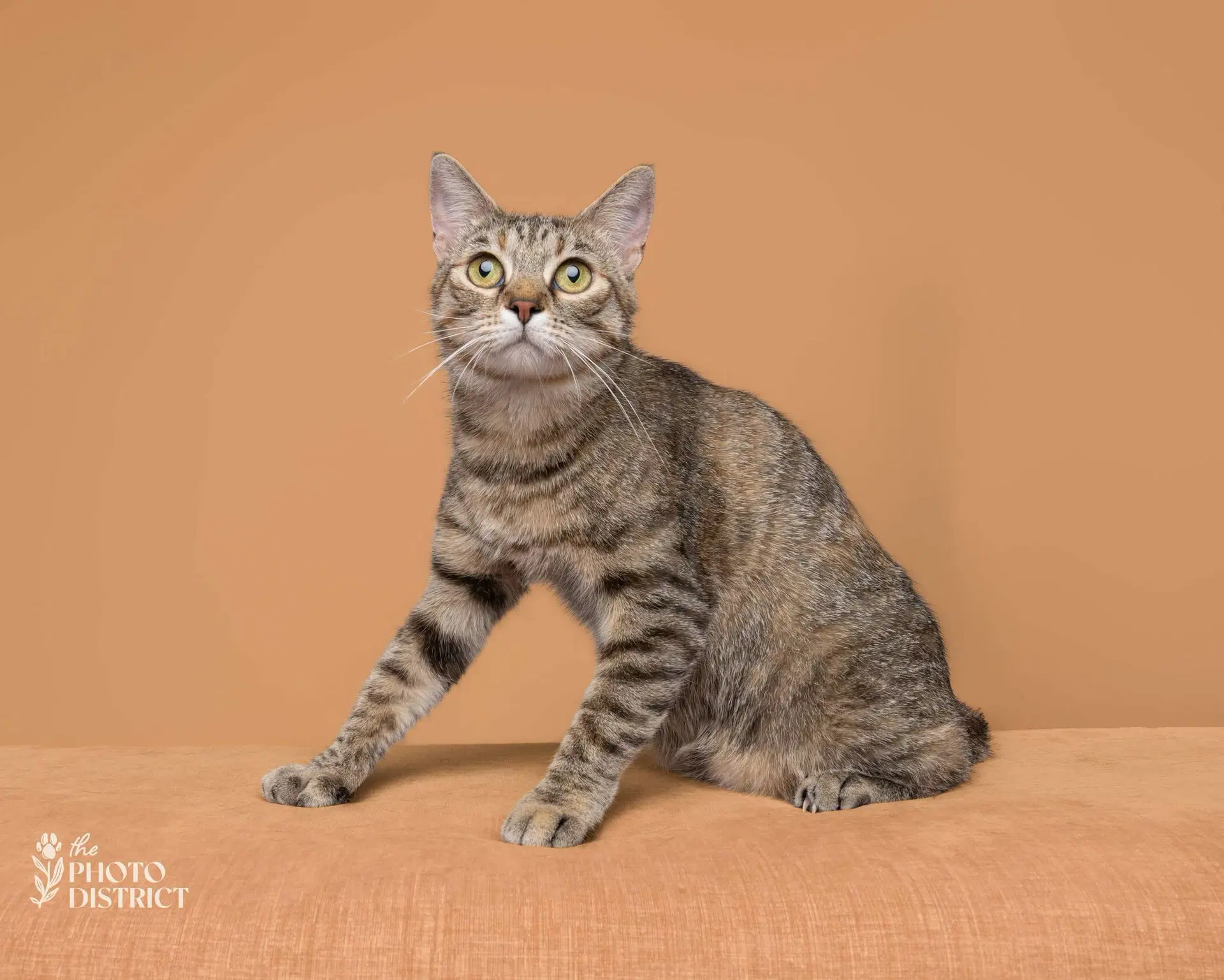 Miss Milkyway - Domestic Short Hair
