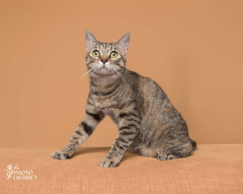 Miss Milkyway, a cat for adoption from All 4 Cats Rescue