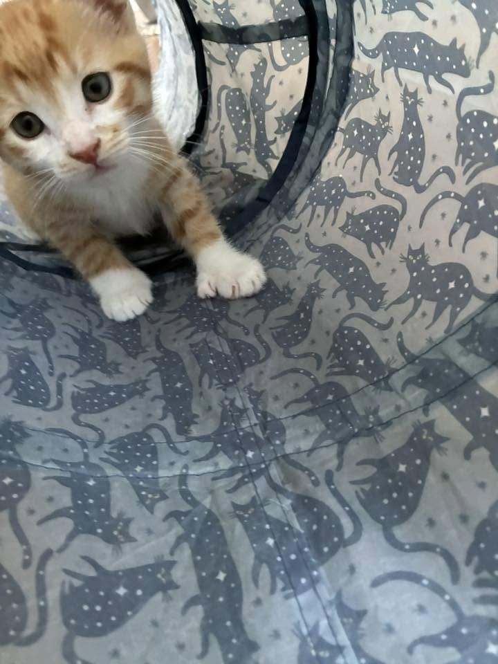 Mr Captain