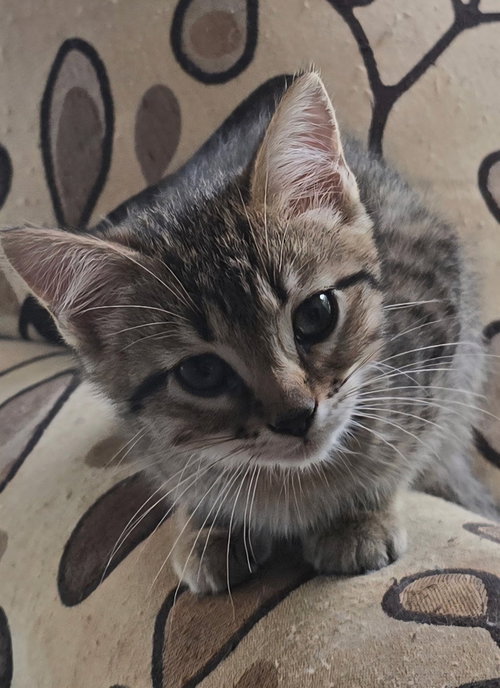 Erowyn