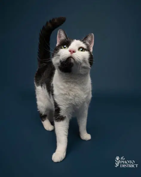 Lady Cleo - Domestic Short Hair