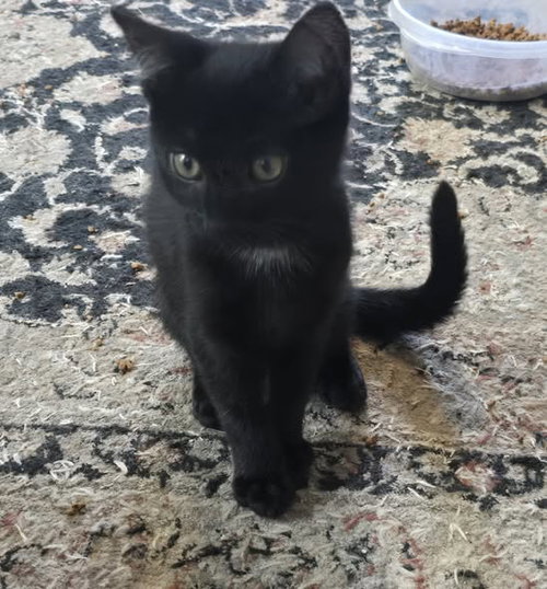 Gargamel
