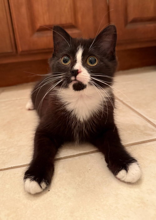 Princess Caroline, an adoptable Domestic Short Hair in Wilmington, NC