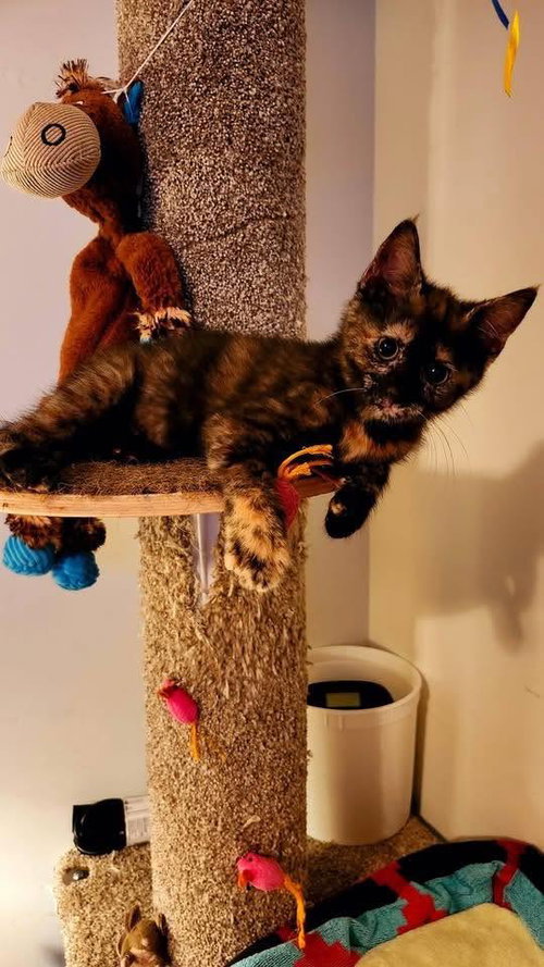 Cosmopolitan, an adoptable Domestic Short Hair in Wilmington, NC