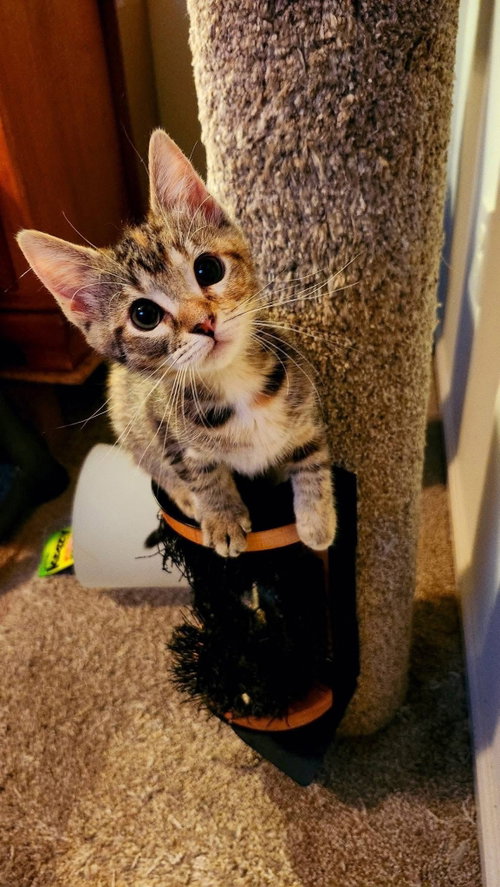 Margarita, an adoptable Domestic Short Hair in Wilmington, NC