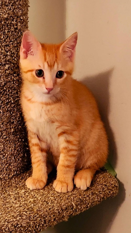 Kamikaze, an adoptable Domestic Short Hair in Wilmington, NC