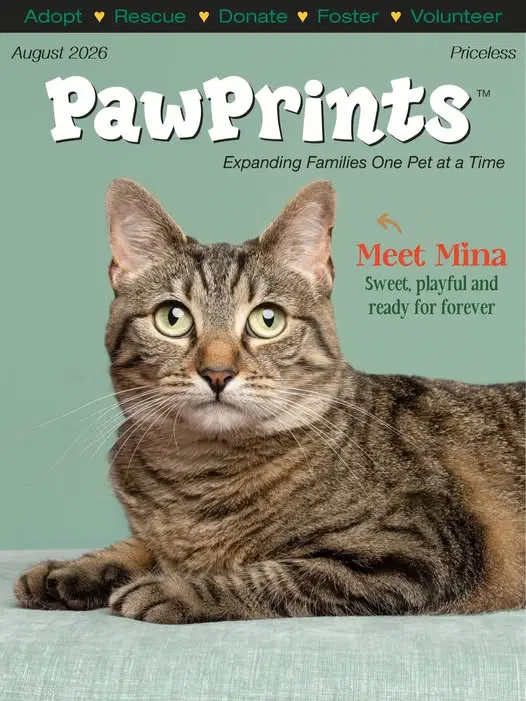 Mina - Domestic Short Hair
