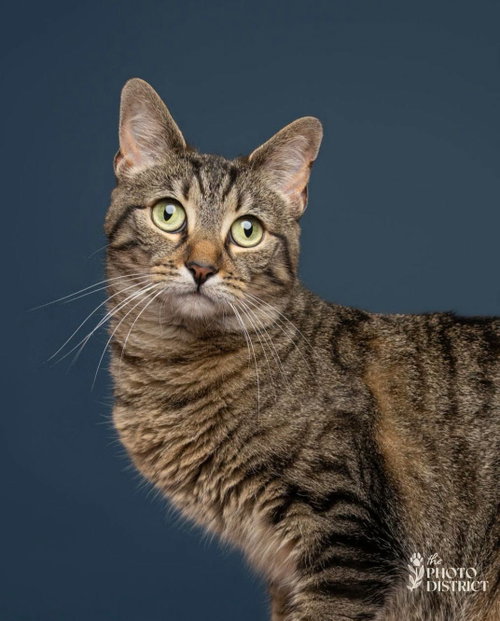 Mina, a cat for adoption from All 4 Cats Rescue