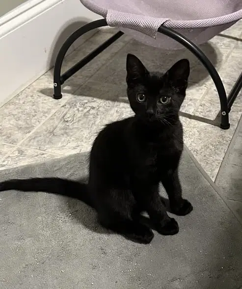 Luna Belle - Domestic Short Hair