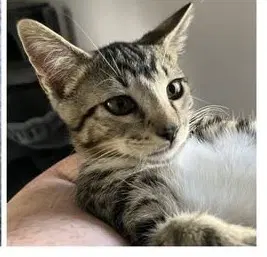 Purry - Domestic Short Hair