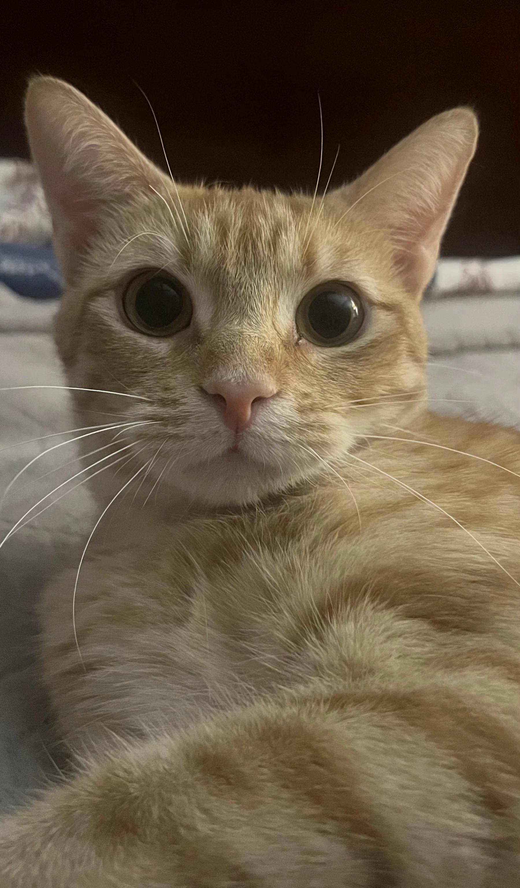 Orange Mamacita