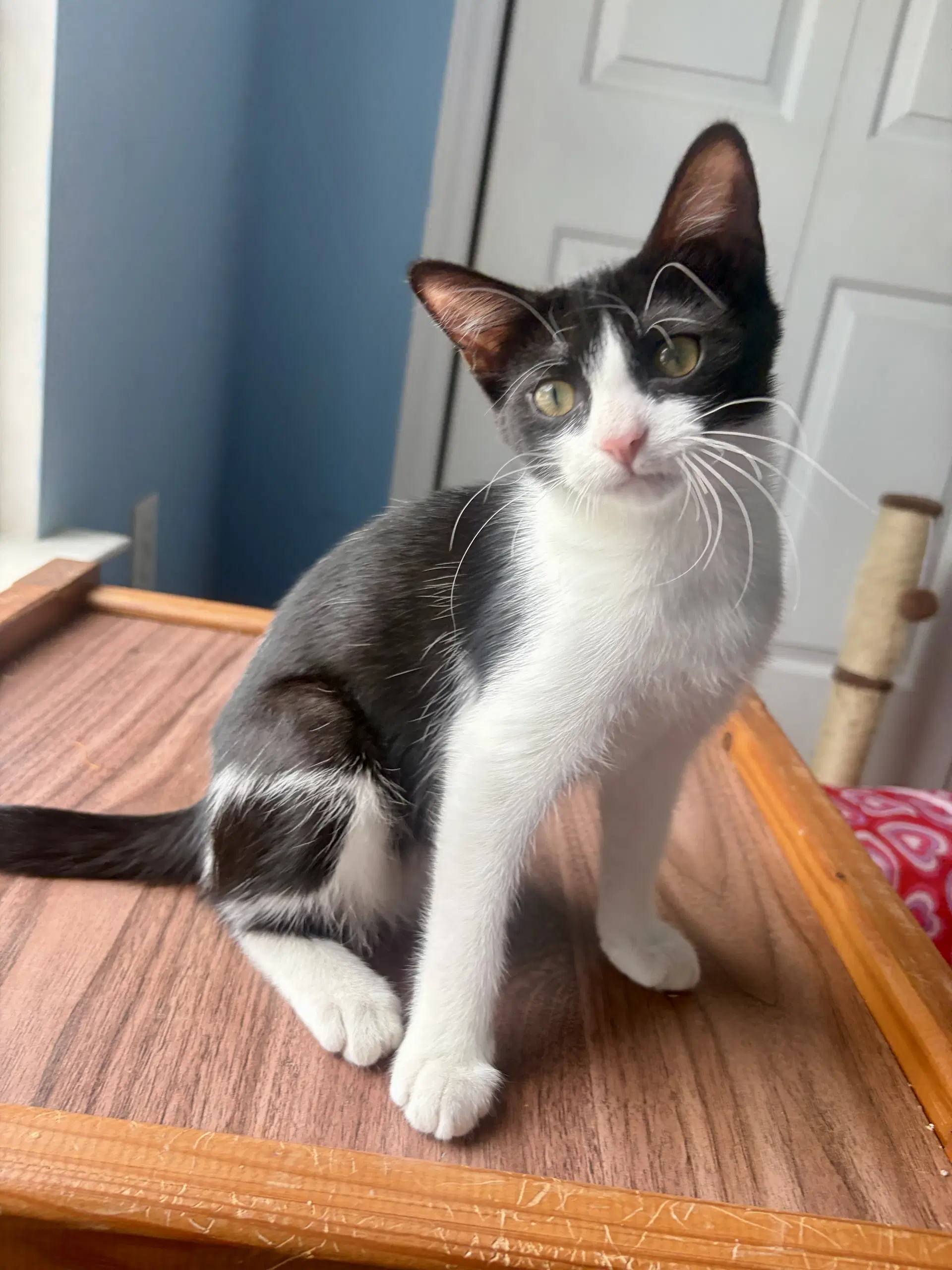 Millie Mae - Domestic Short Hair