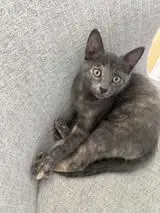 Beanie Baby - Domestic Short Hair