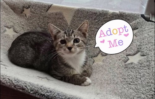 picture of the cat needing adoption