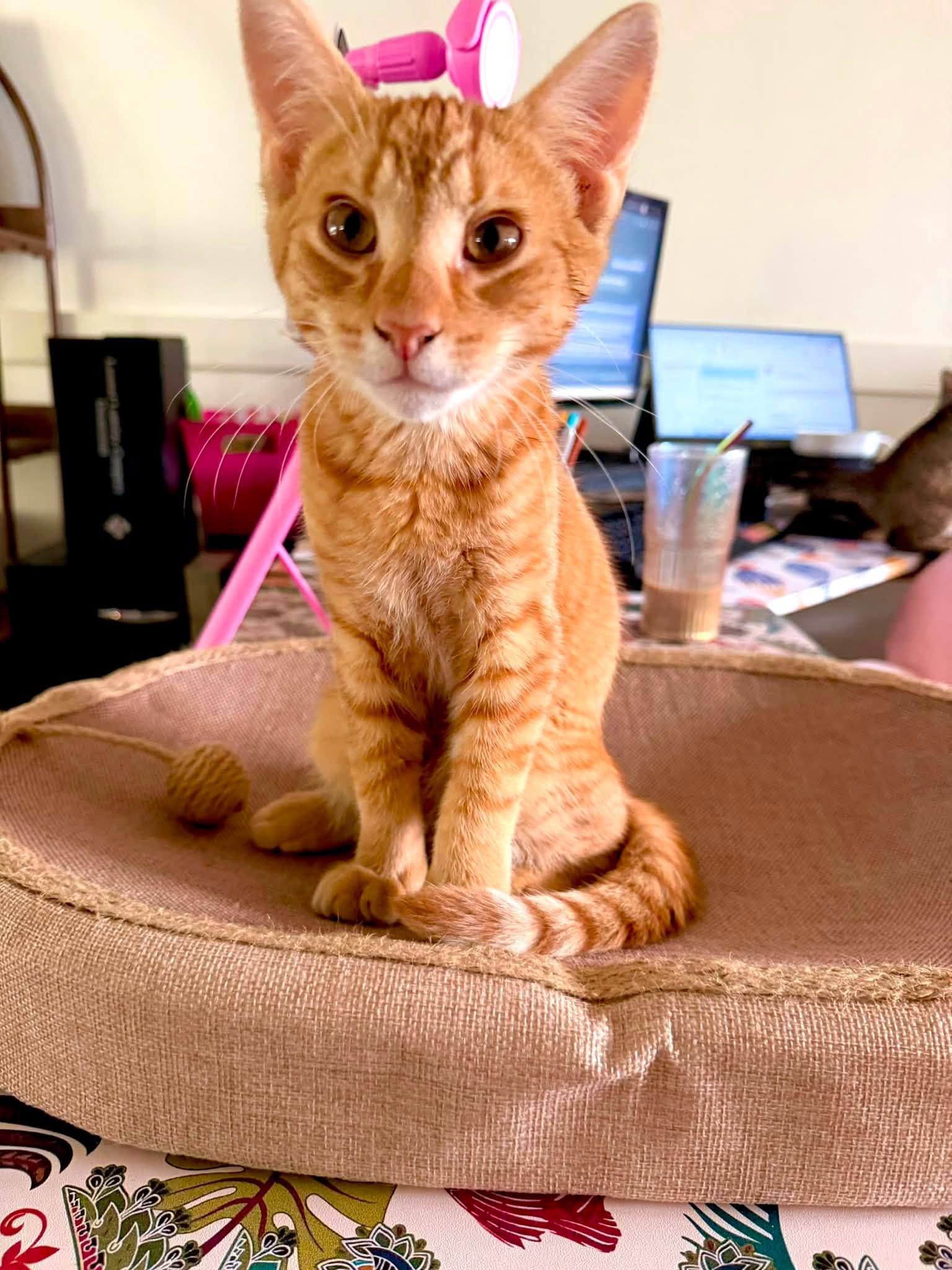Erik