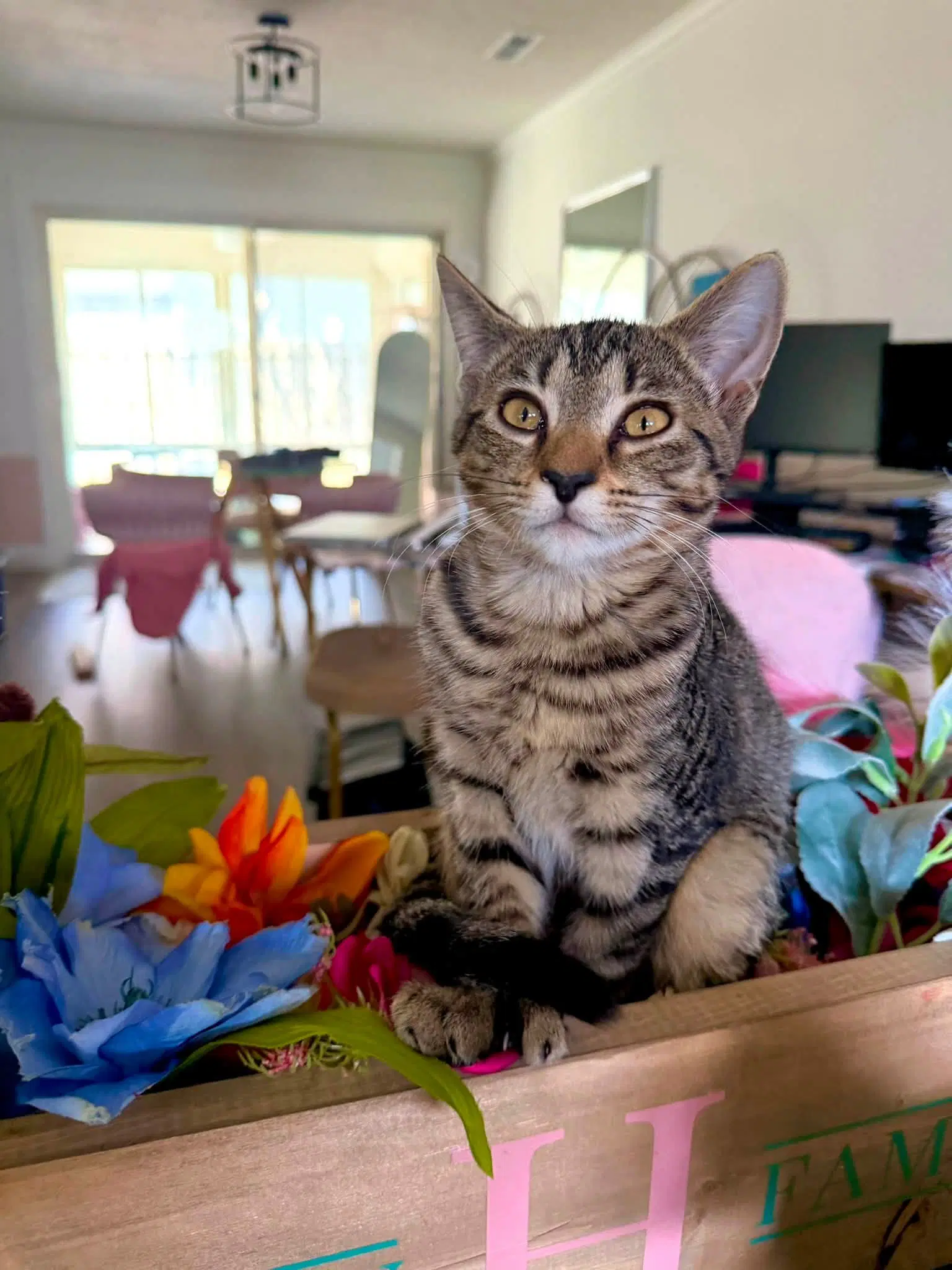 Agatha - Domestic Short Hair