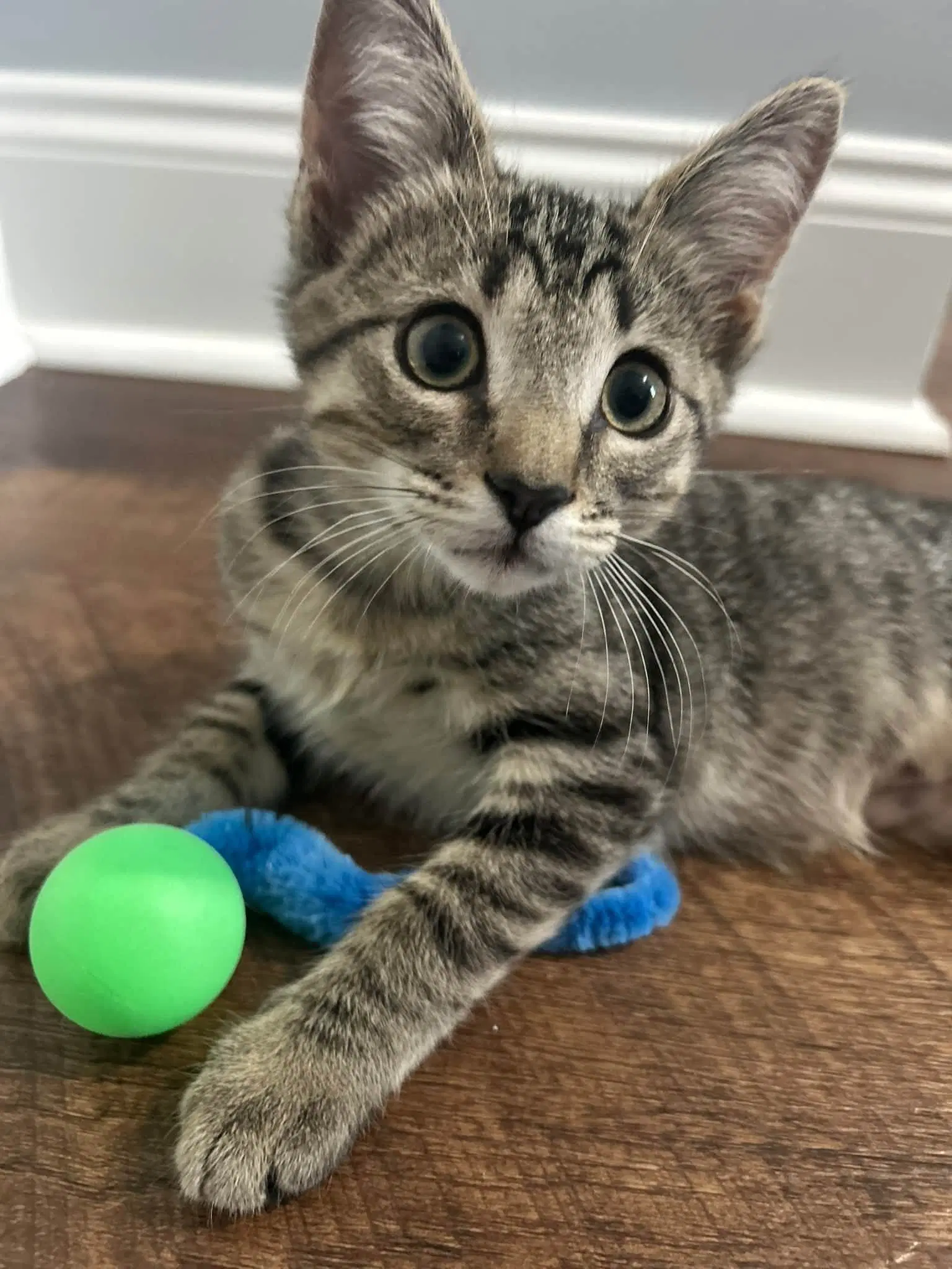 Junior Mint - Domestic Short Hair