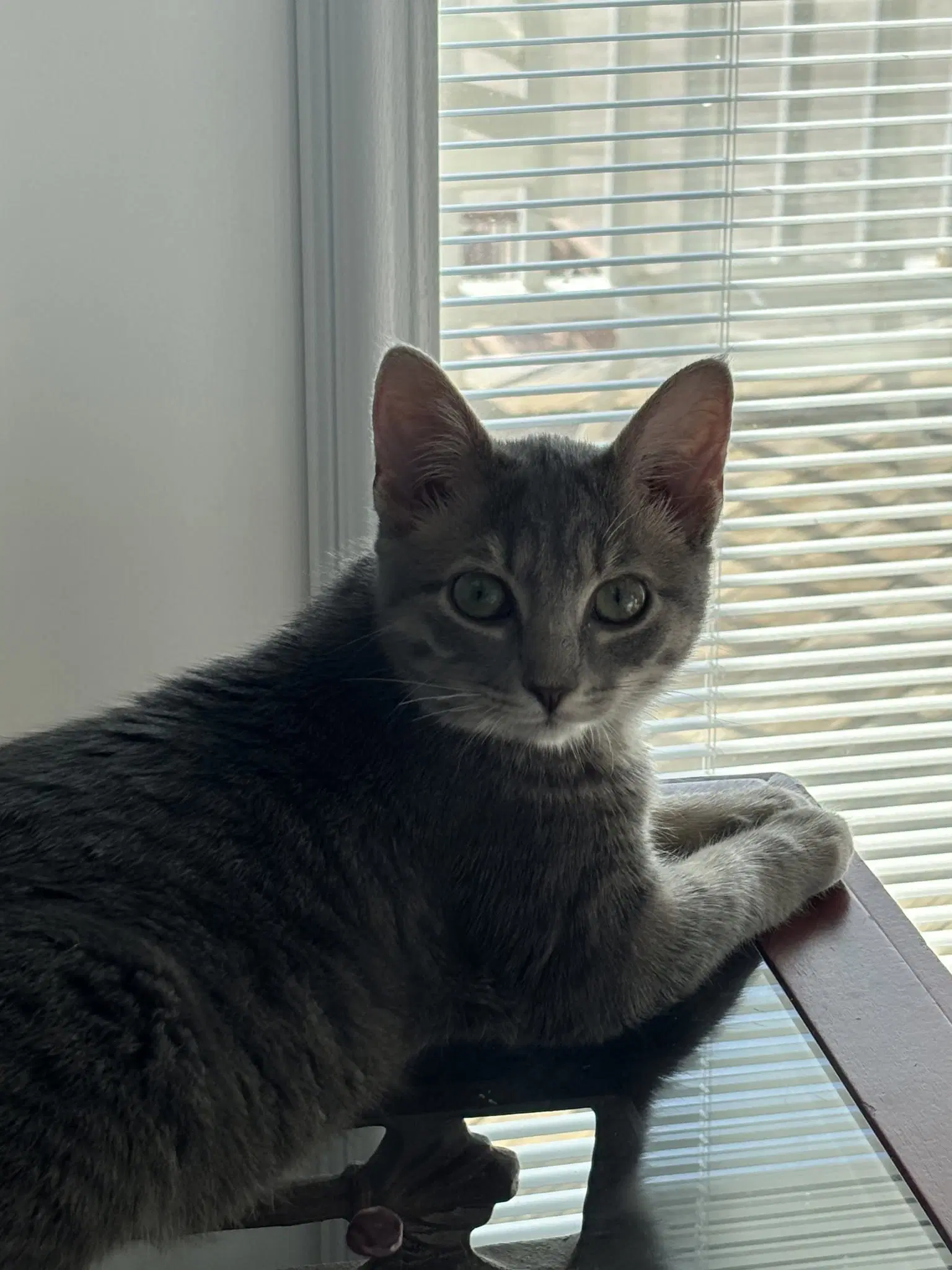Dalia - Domestic Short Hair