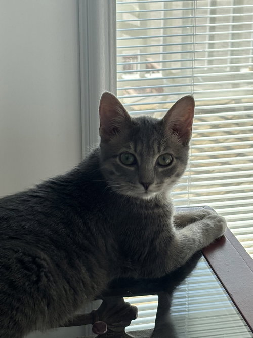 Dalia, a cat for adoption from All 4 Cats Rescue