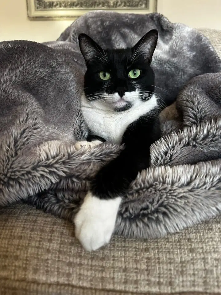 Socks - Domestic Short Hair