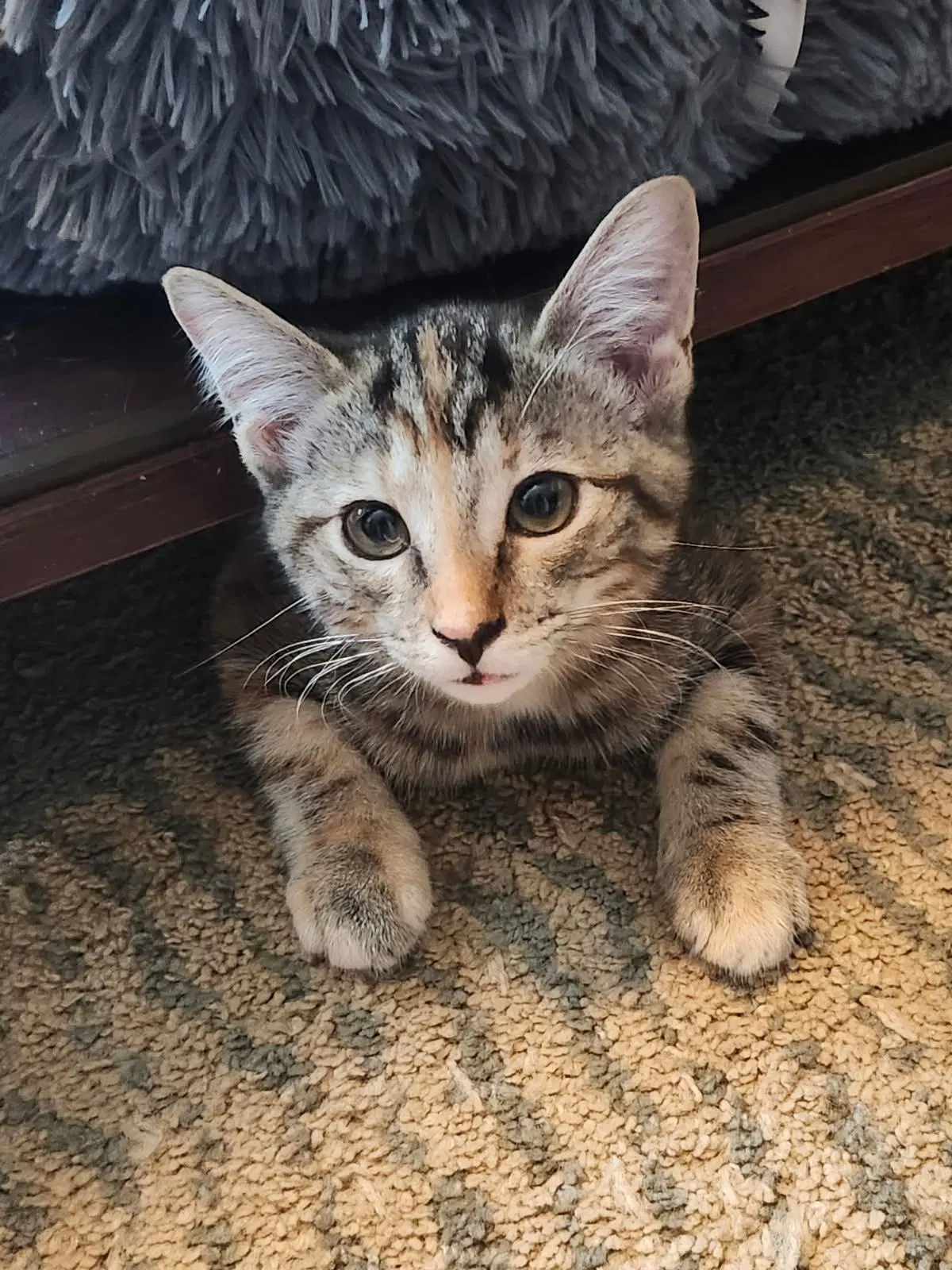 Whisk - Domestic Short Hair