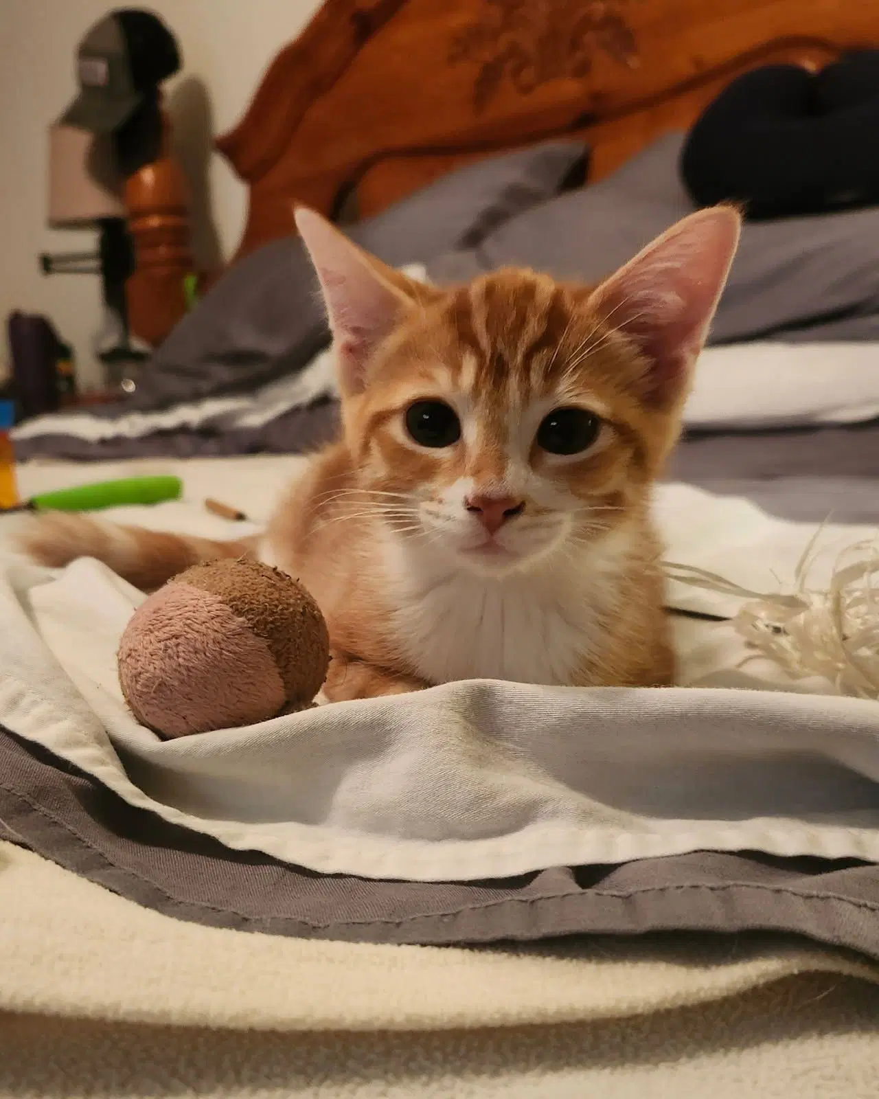 Meddler - Domestic Short Hair