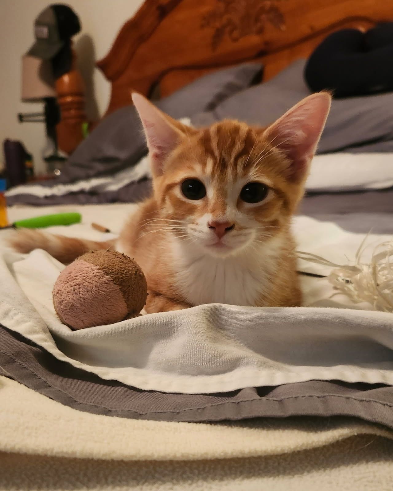 Meddler