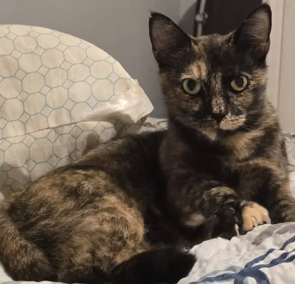Marcy - Domestic Short Hair