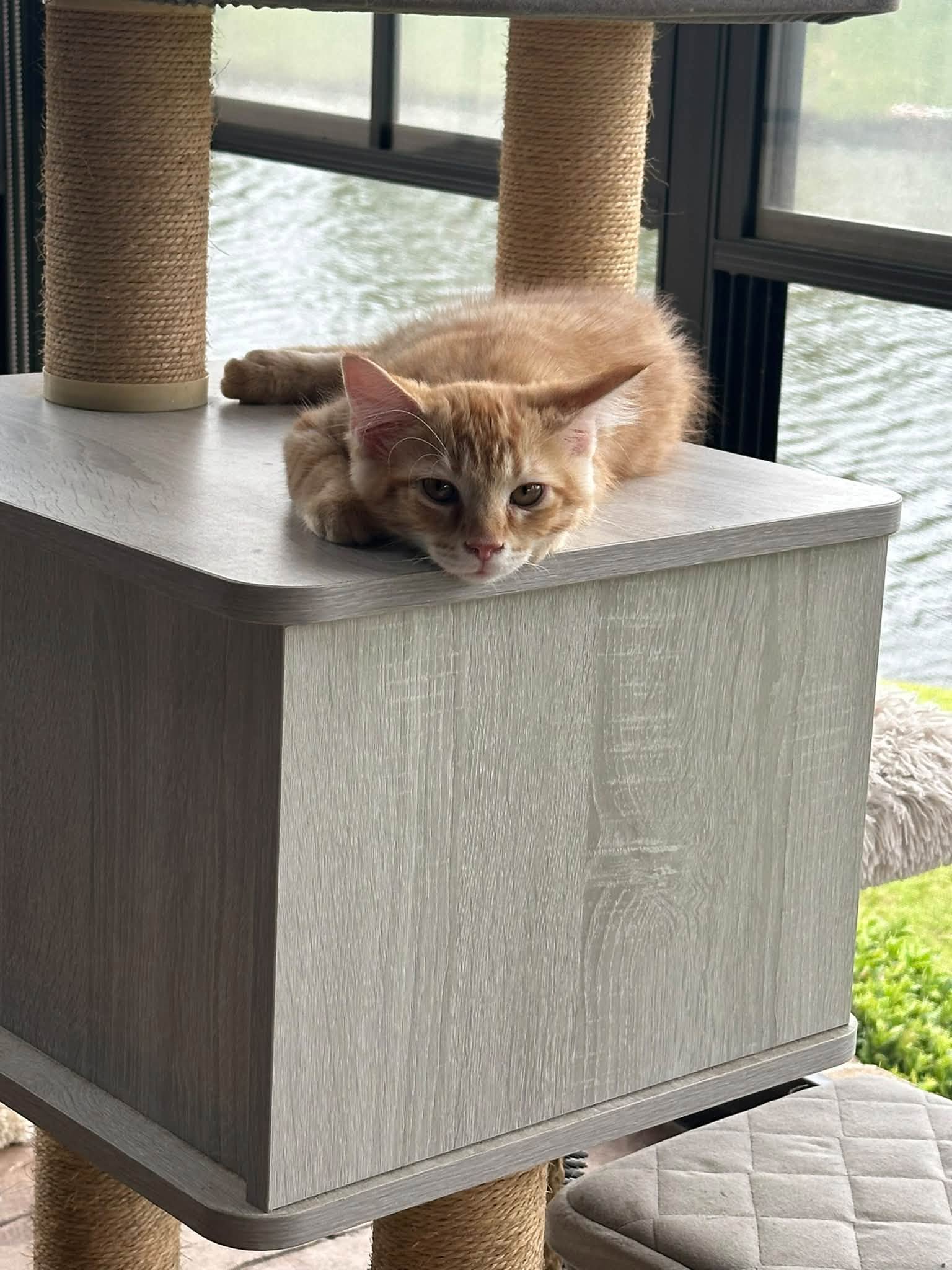 Tyco, Domestic Medium Hair