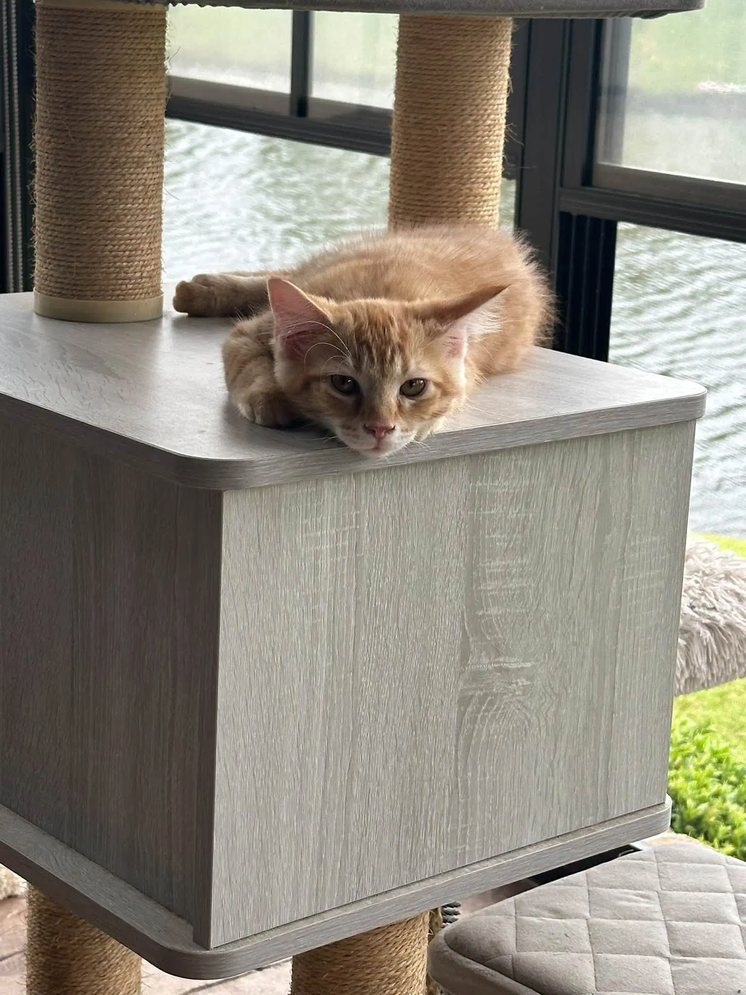 Tyco - Domestic Medium Hair