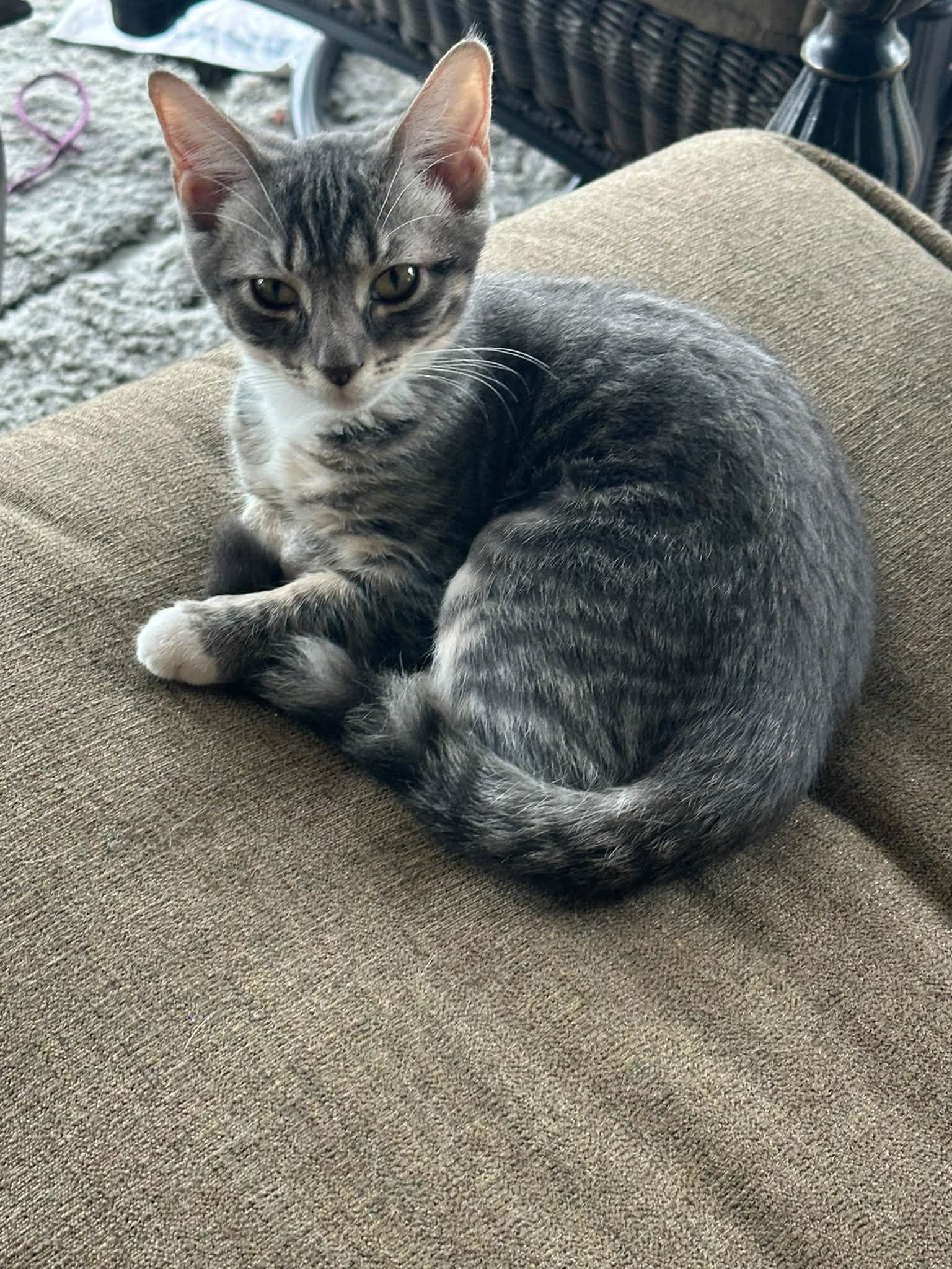 Jacqueline, Domestic Short Hair