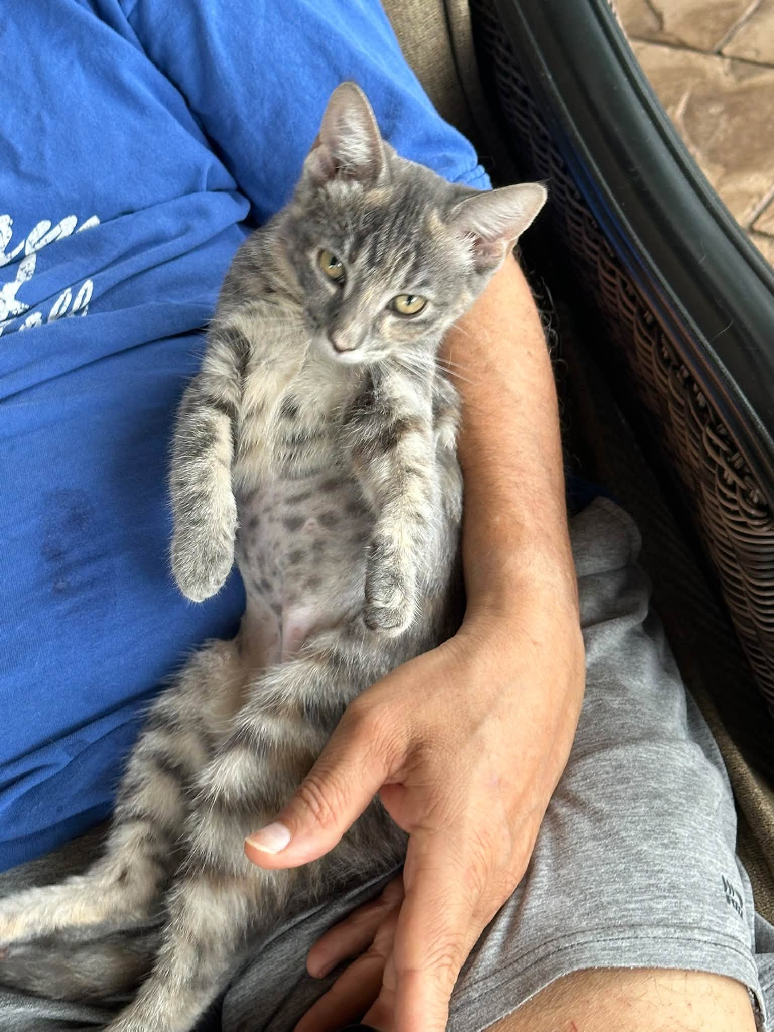 Gracie Face, Domestic Short Hair