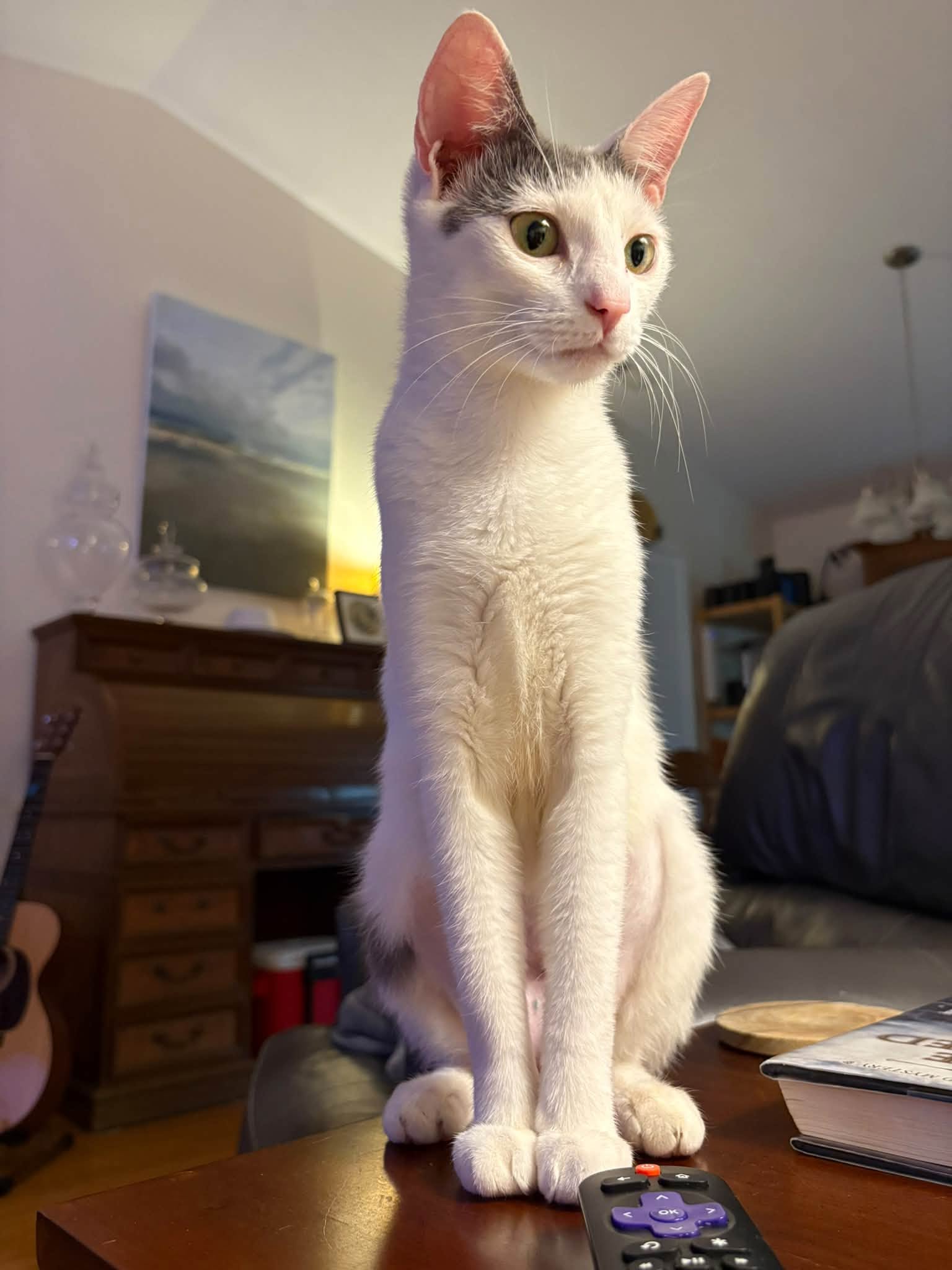 KeeKee, Domestic Short Hair