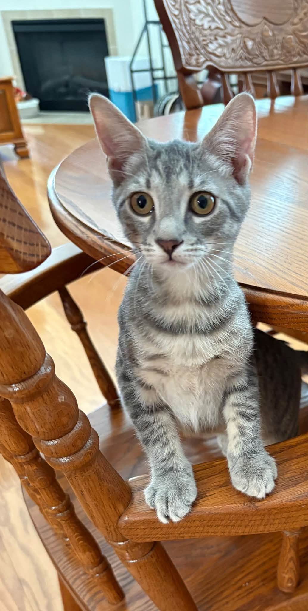 Gigi-San, Domestic Short Hair