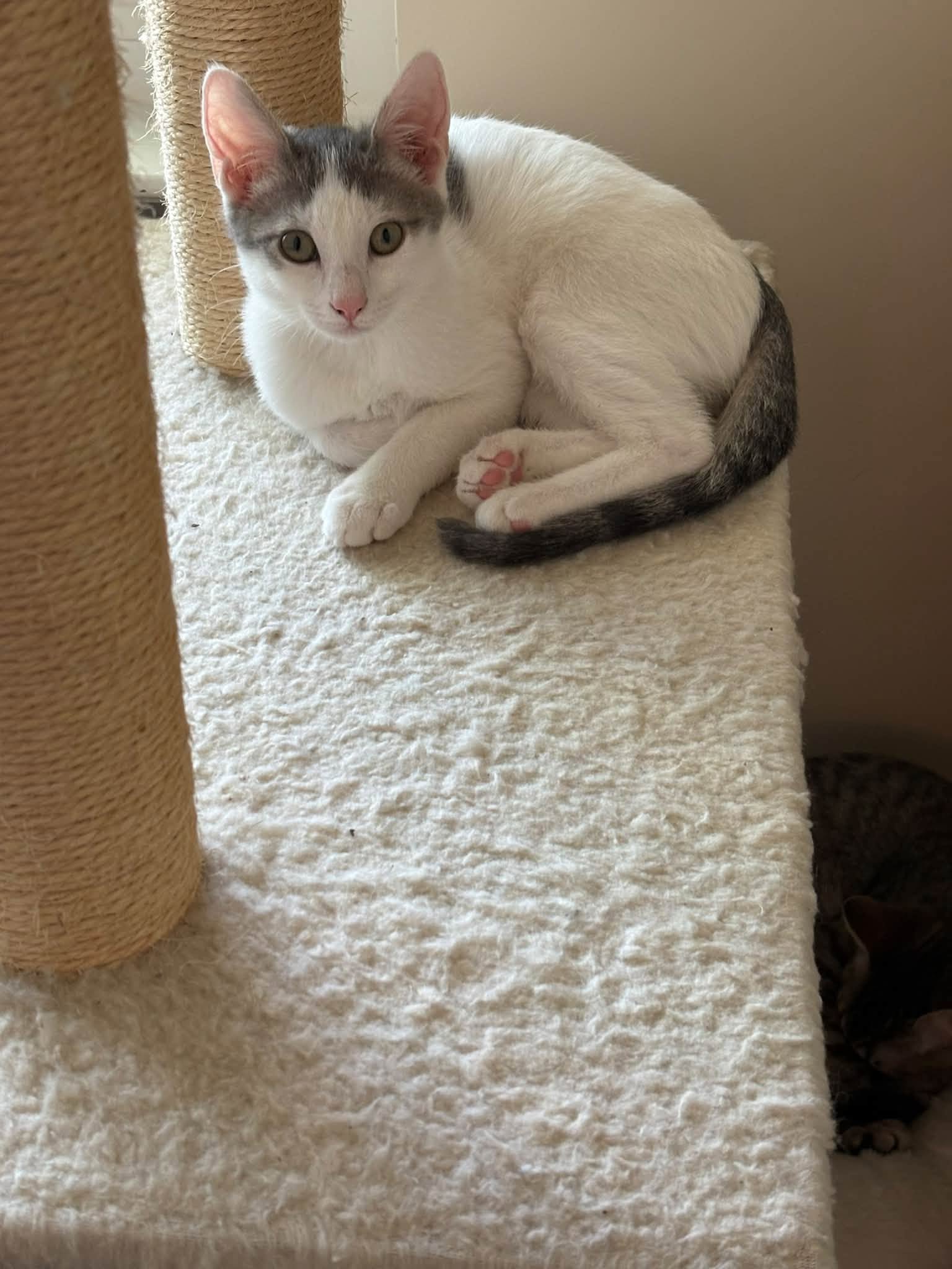 Coco-San, Domestic Short Hair