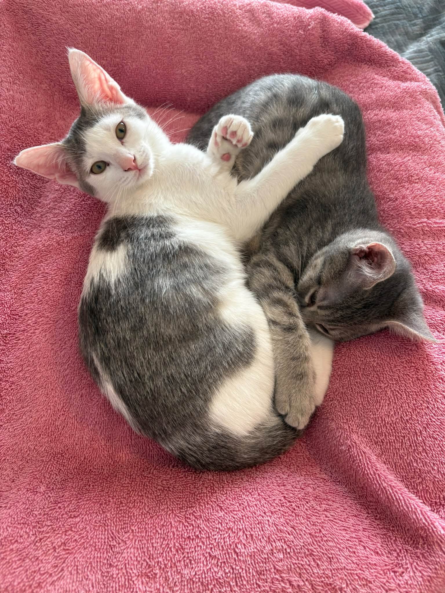 JoJo-San, Domestic Short Hair
