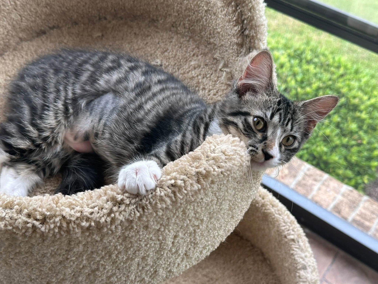 Veruca, Domestic Medium Hair