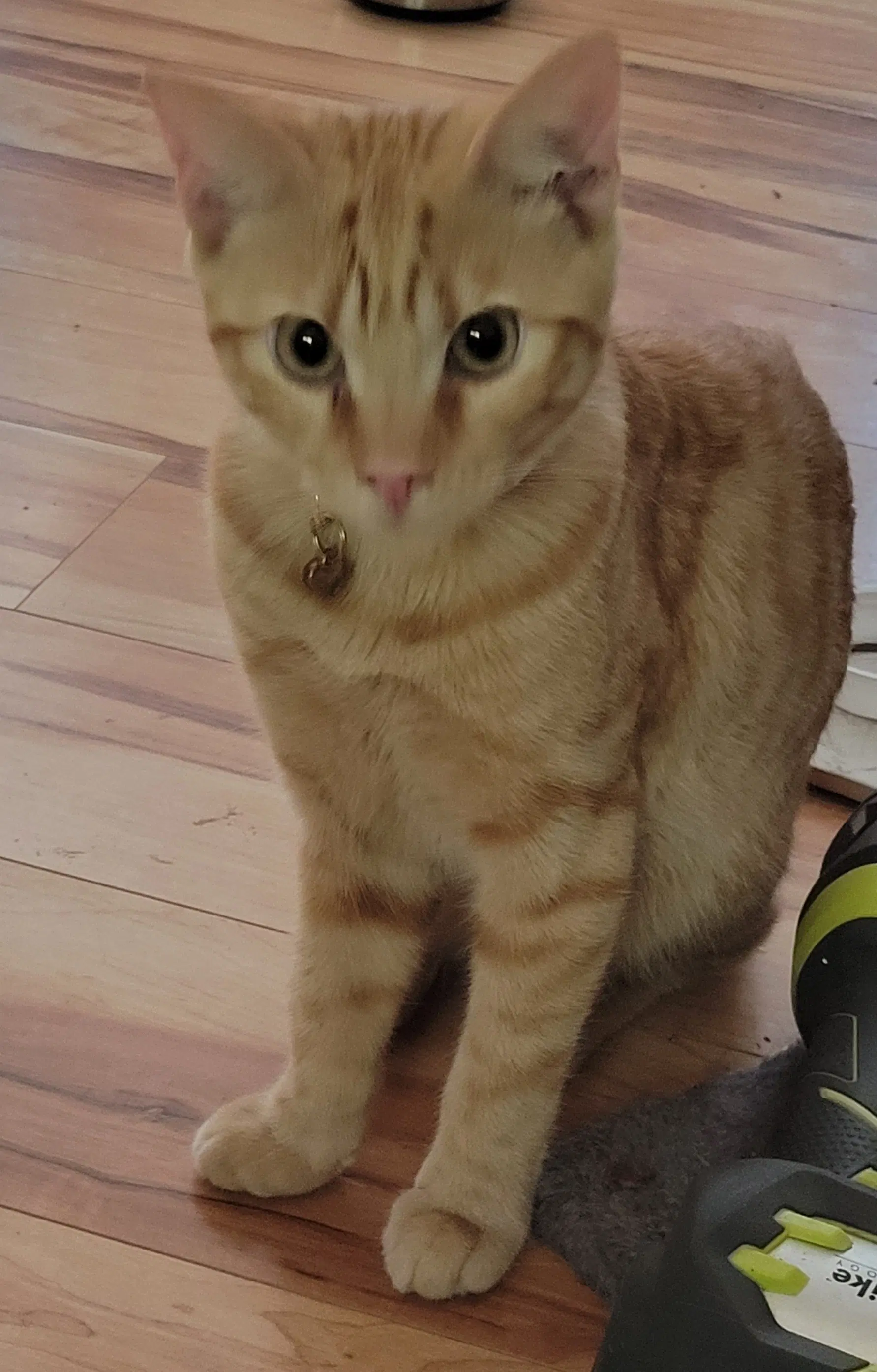 Tater Tot - Domestic Short Hair