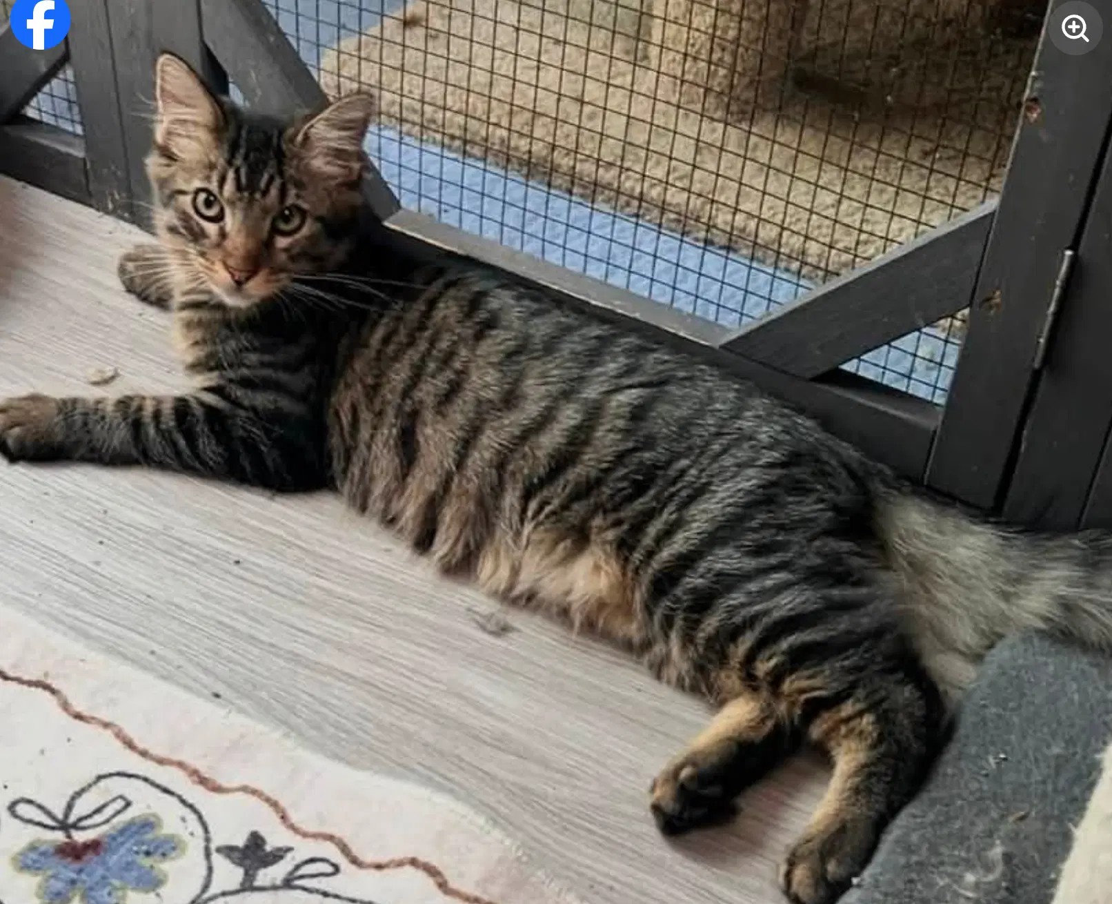 Thor - Domestic Medium Hair