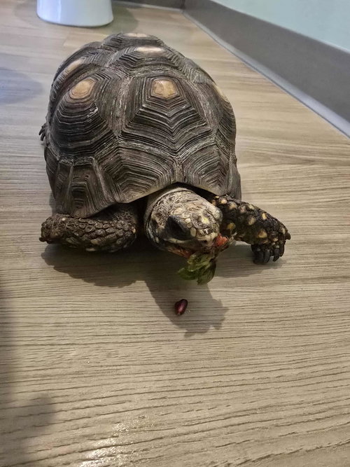 SUNSHINE - Tortoise available for adoption