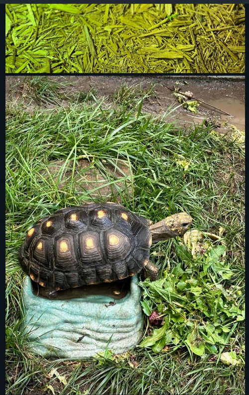 SUNSHINE - Tortoise available for adoption