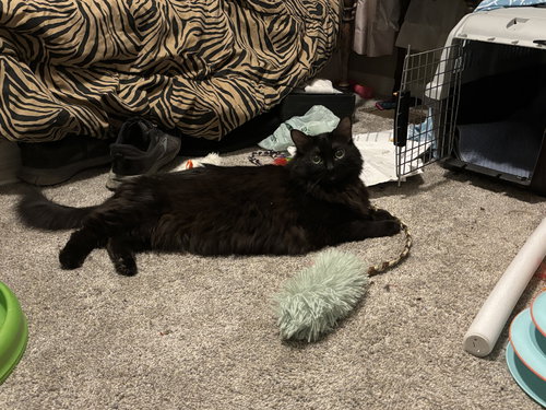 Florence, Adult Domestic Long Hair (long coat), cat for adoption in Orland Park, Illinois