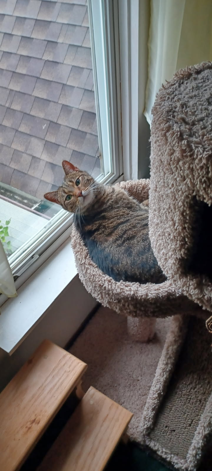 Primrose, photo 2